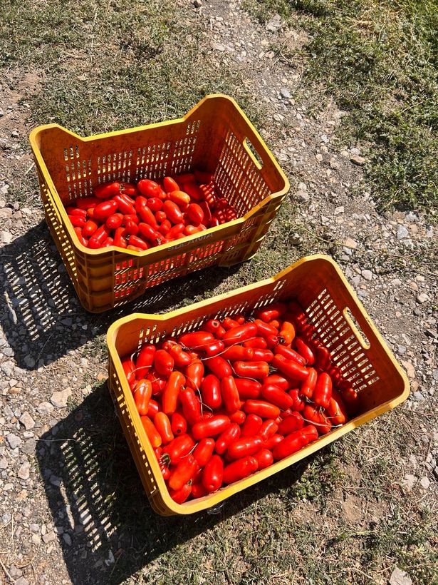 San Marzano tomatoes harvested near the foot of Mount Vesuvius 