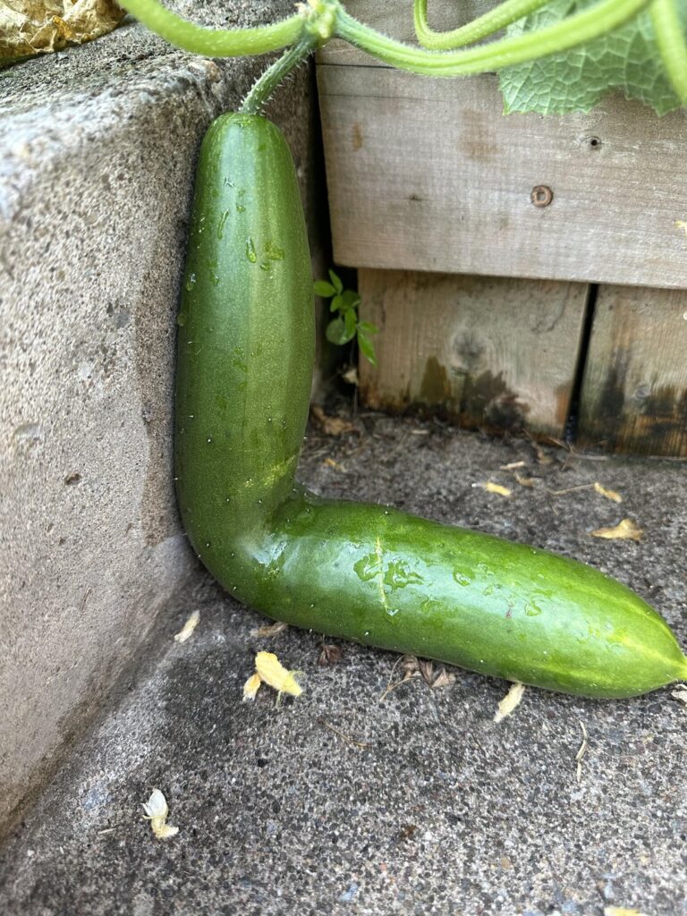 90 degree cucumber