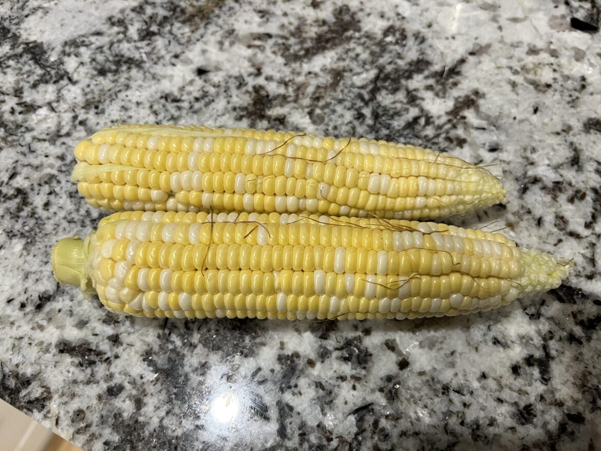 Check out this corn I grew!!! 🤗