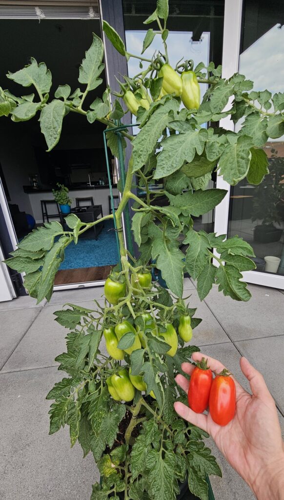 My first tomato!