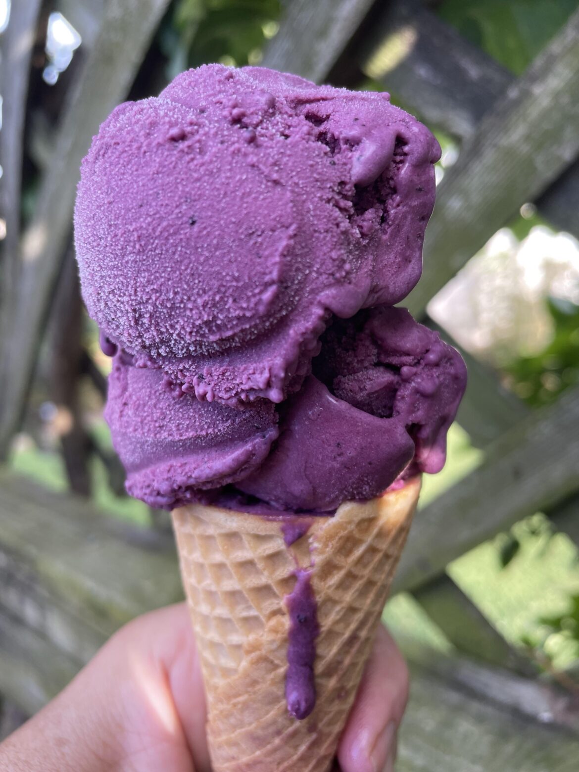 Blueberry season —-> blueberry ice cream!