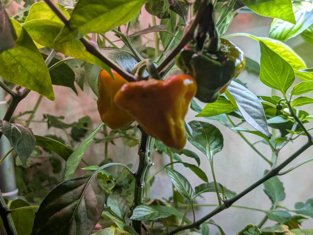 Jamaican mushroom peppers… allegedly. Jamaican mushroom peppers... allegedly.