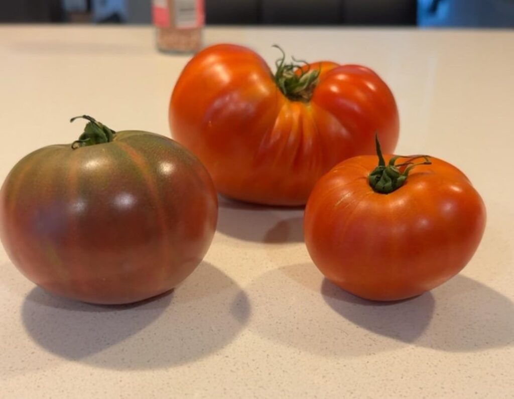 First harvest and made Caprese salad!