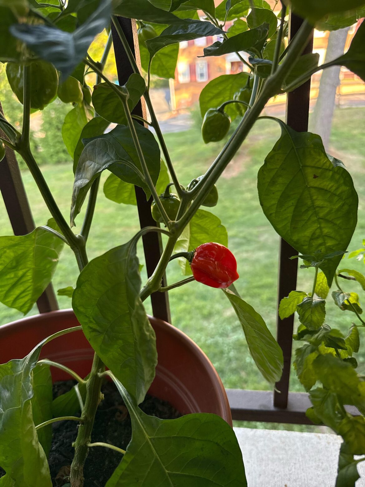 What kind of pepper is this?