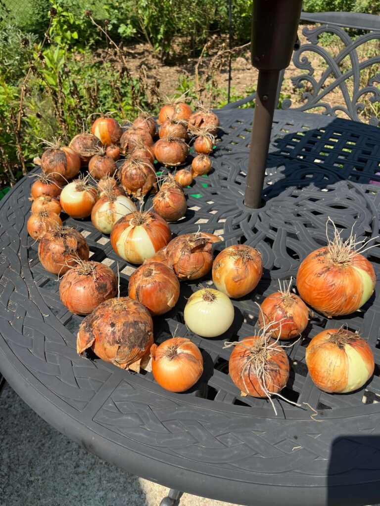 Had a good onion harvest