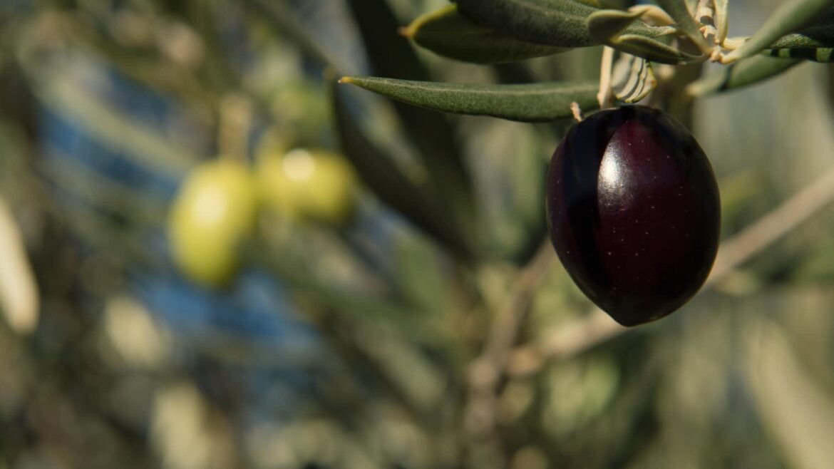 Turkish Olive Oil Exports to Australia Surge Amid Strategic Trade Push