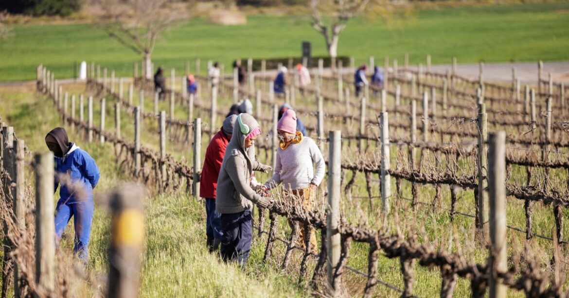South African farmers on the frontline of US tariff hikes