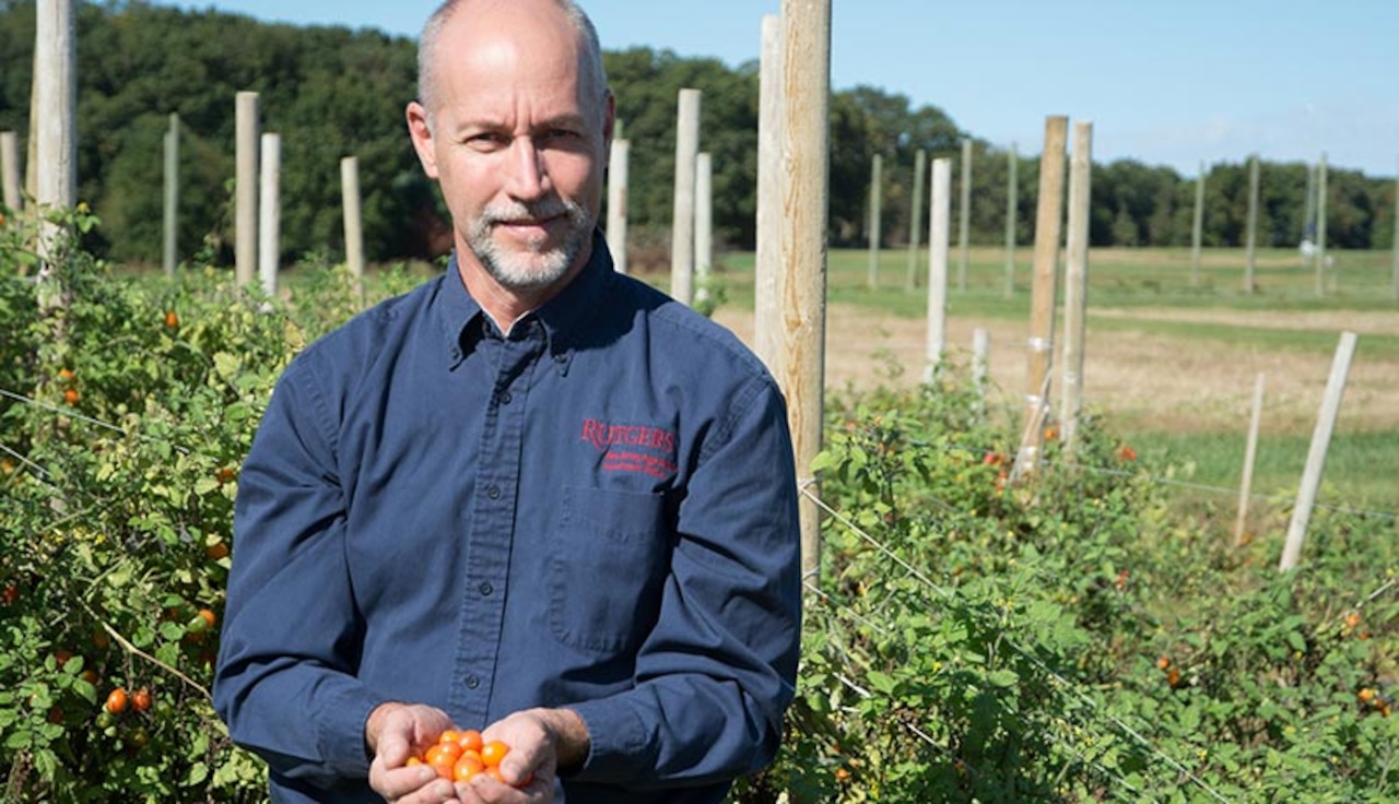 N.J. scientists unveil new tomato variety after 13 years in the making