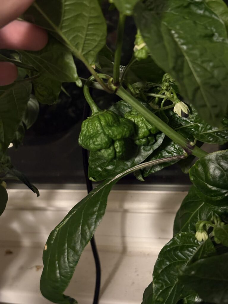 Some scotch bonnets in growing in my apartment Some scotch bonnets in growing in my apartment