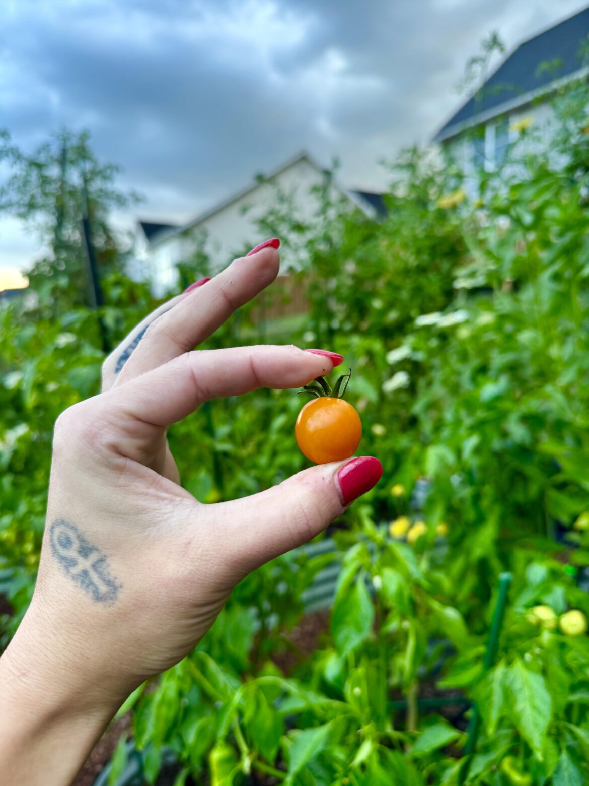 Is there anything better than a ripe Sungold? ☀️