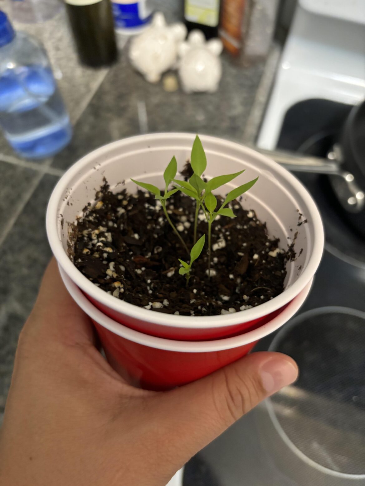 First Time Growing when should I repot these?