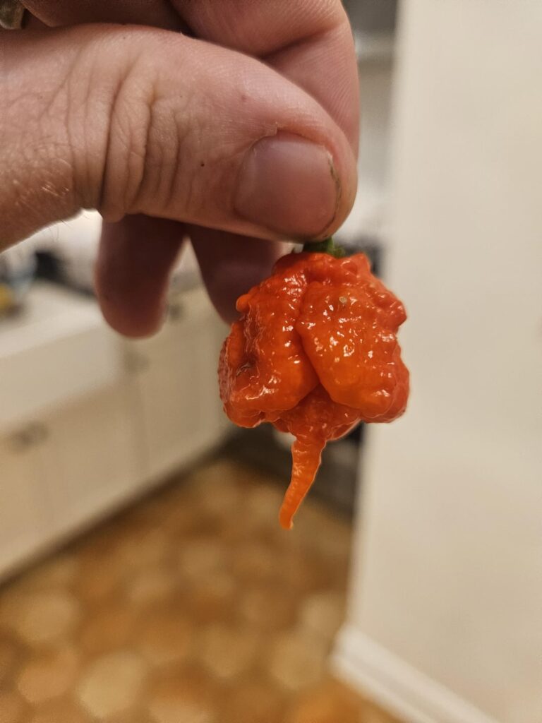 Picked some pretty pods today!