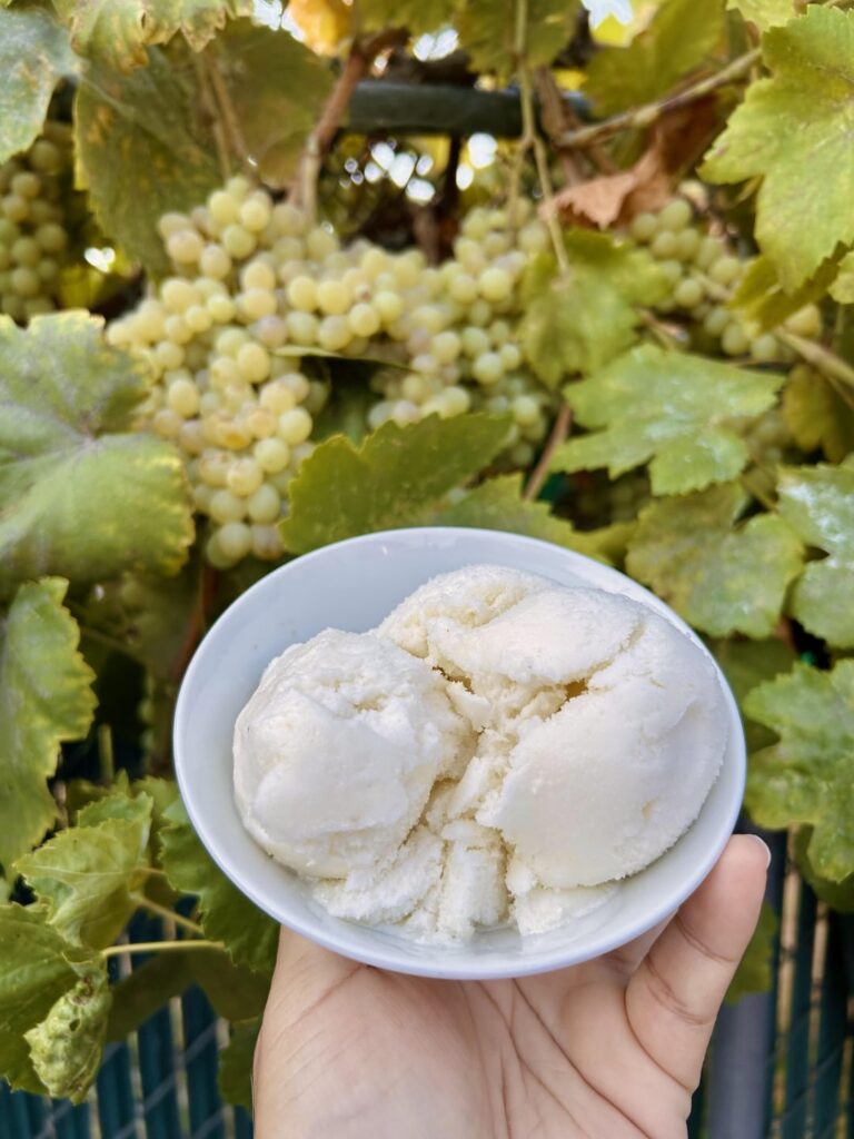 Champagne grape sorbet from grapes I grew myself