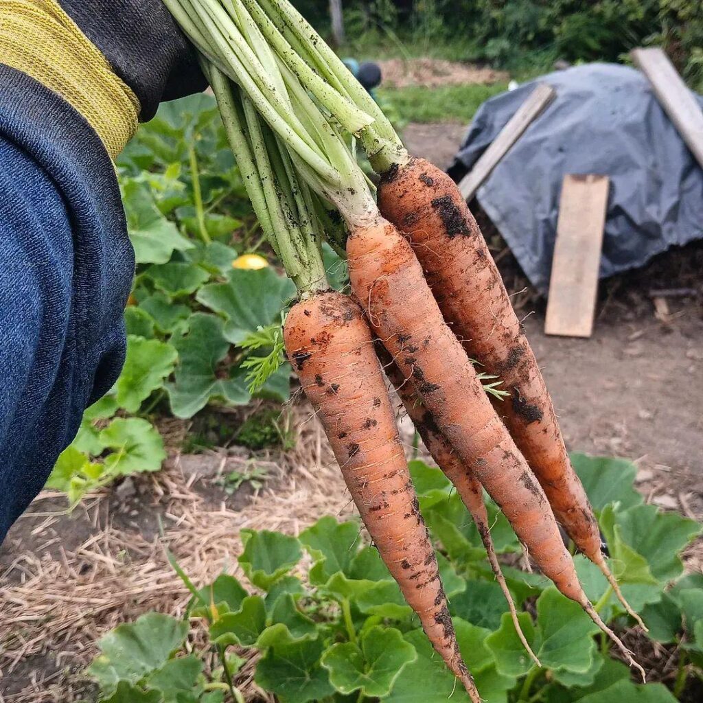 First carrots of the year!