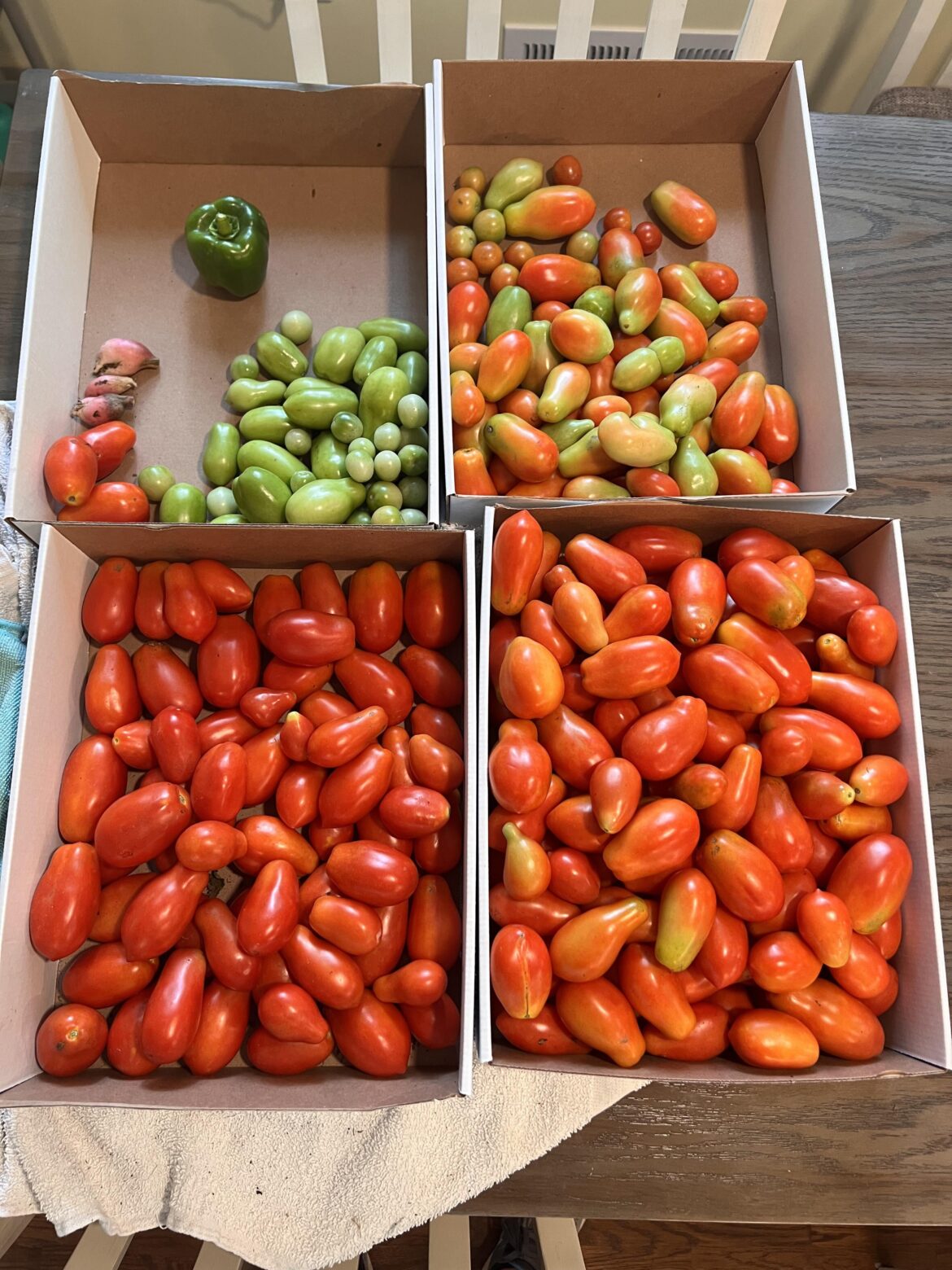 Making sauce this week!