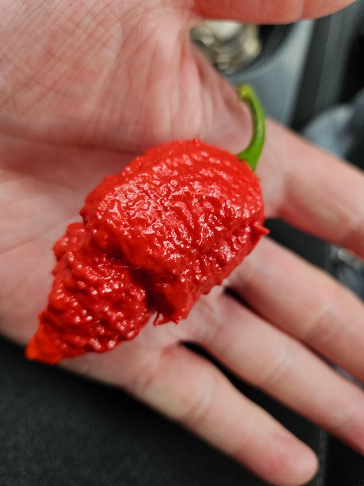 First Apocalypse Scorpion picked.