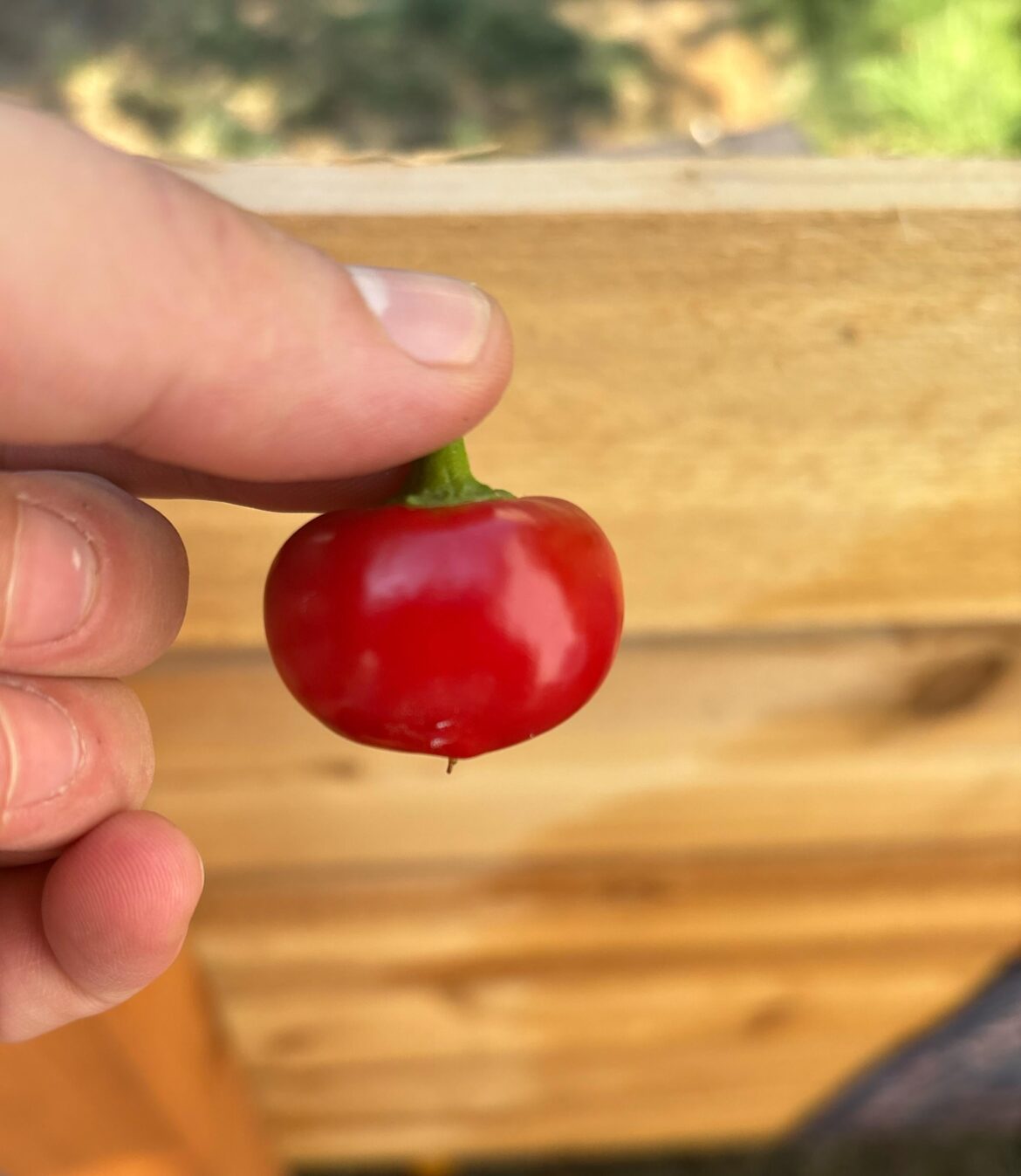 Should I shove this up my butt?