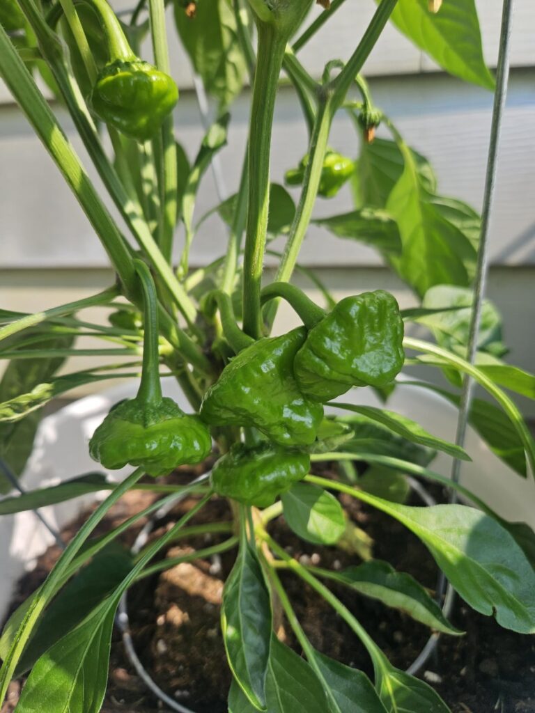 Damn... I got Mushroomgate'd, didn't I?