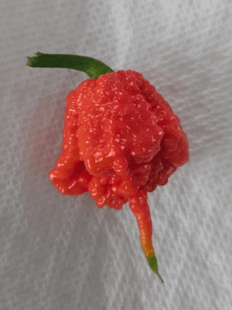 Pulled a small one a bit early, thought I could handle it. Turns out I can't.