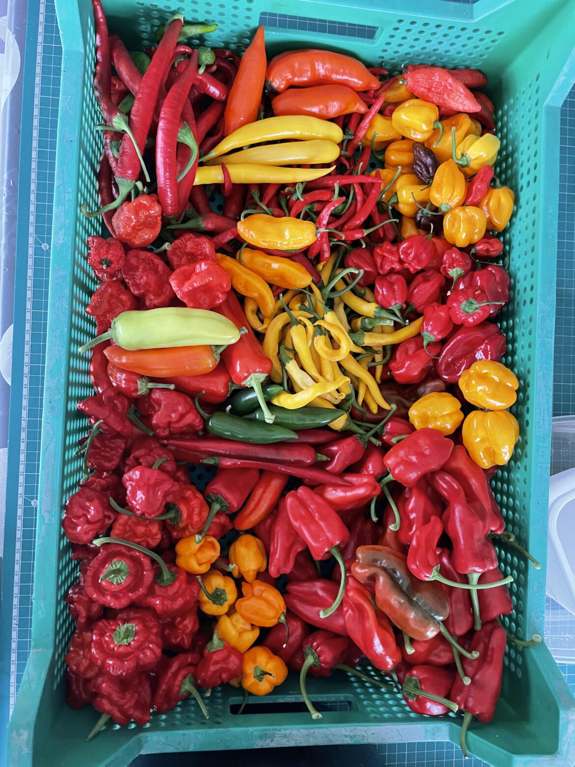 I think i planted a couple too many