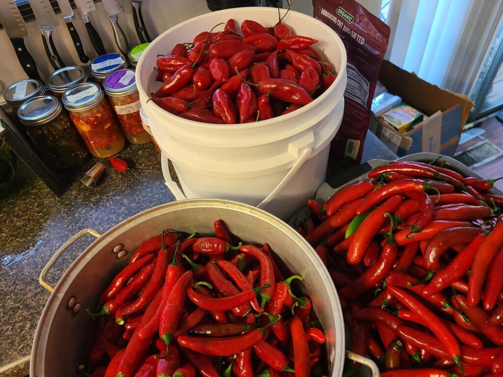 Bountiful harvest. Any ideas? Bountiful harvest. Any ideas?