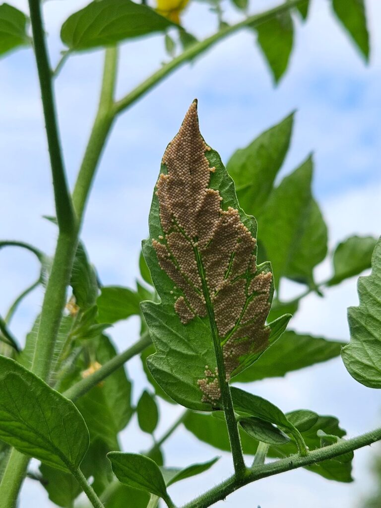 What are these eggs--friend or foe?