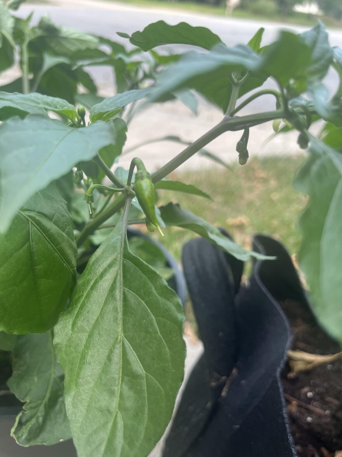 First time growing ANY pepper EVER. I was so excited to see these! (Bhut Jolokia)