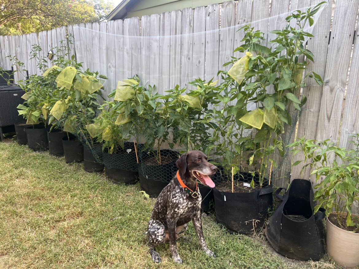 Rodents will not defeat me. Rodents will not defeat me.