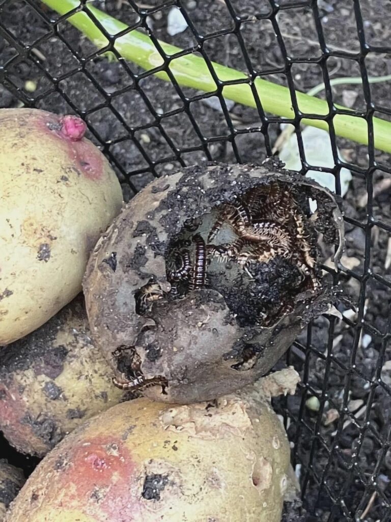 This is straight out of a potato horror movie and they're in almost EVERY POTATO.