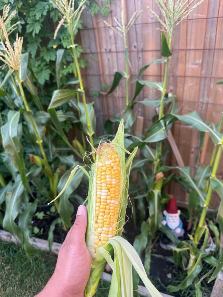 Grew and grilled my own corn.