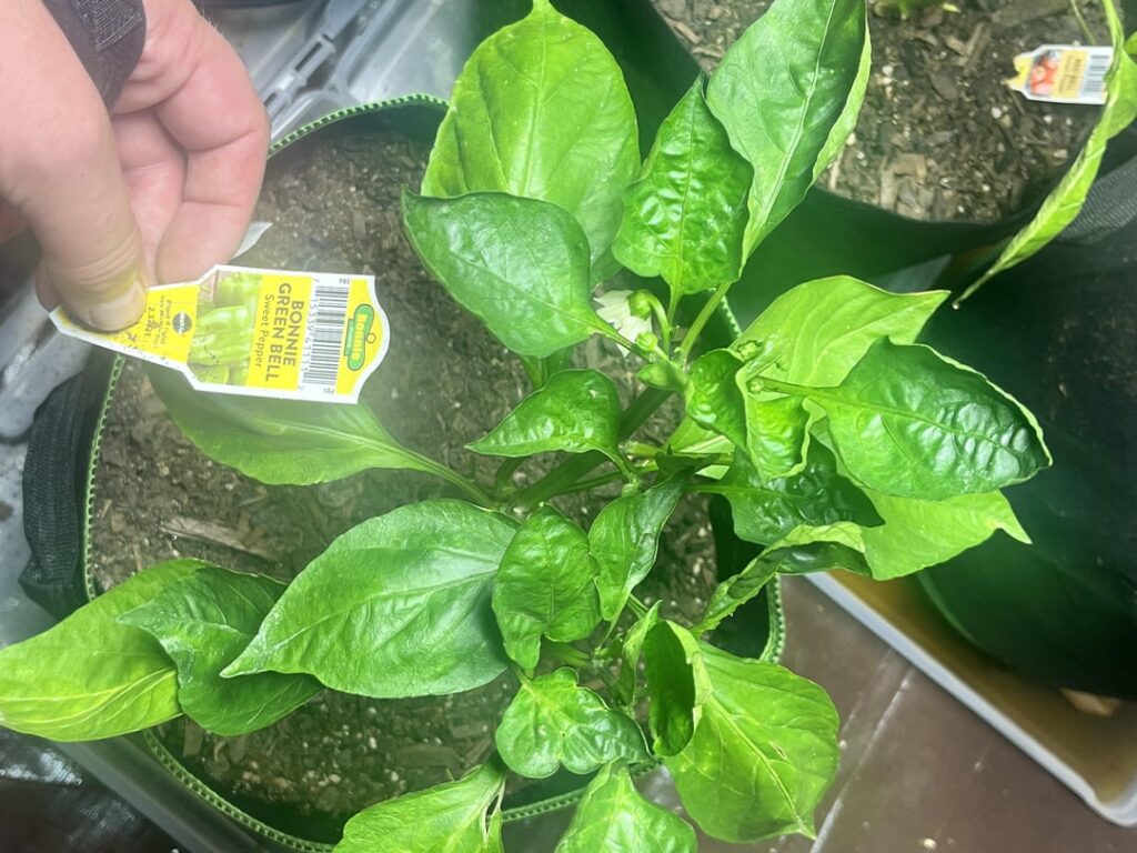 Growing some peppers. They were throwing away some pepper plants that nobody bought. Growing some peppers. They were throwing away some pepper plants that nobody bought.