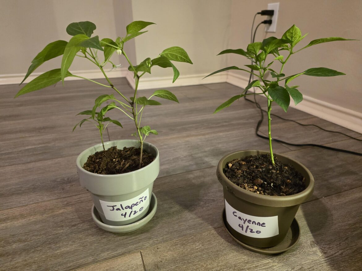 First time growing from seeds indoors. Jalapeno and cayenne plants are leggy, but doing ok. Need advice on pruning and repotting First time growing from seeds indoors. Jalapeno and cayenne plants are leggy, but doing ok. Need advice on pruning and repotting