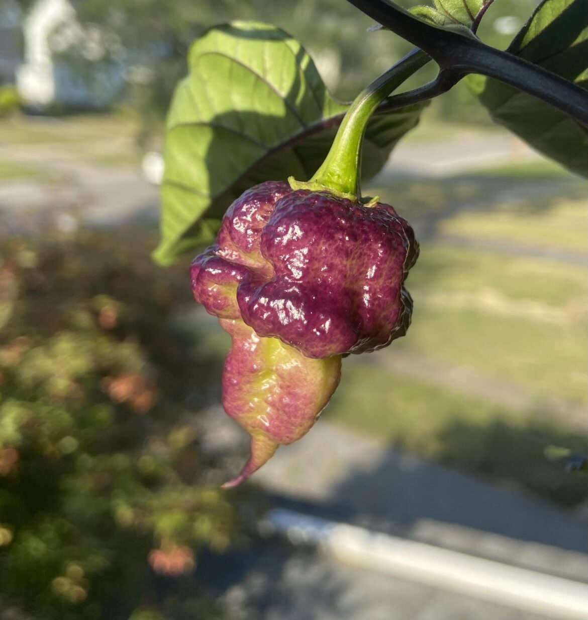 A very striking Jays pink reaper lemon