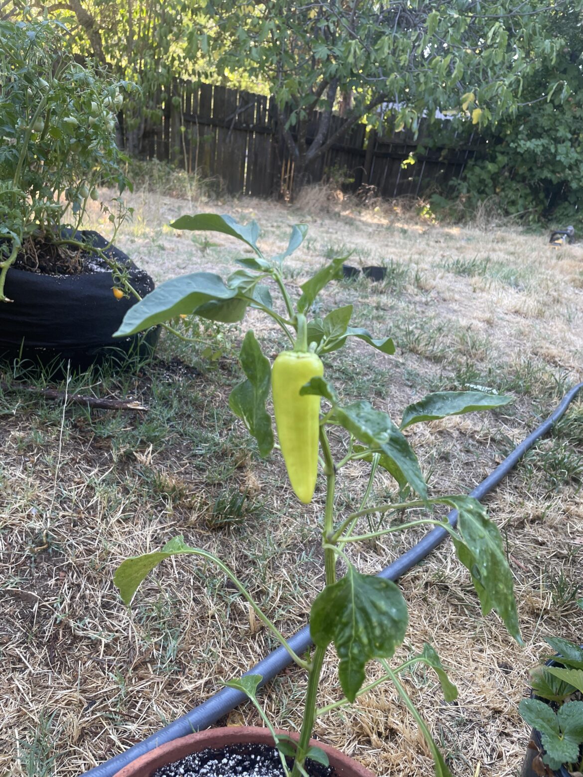 Nursery said giant jalapeño, but looks like a banana pepper.