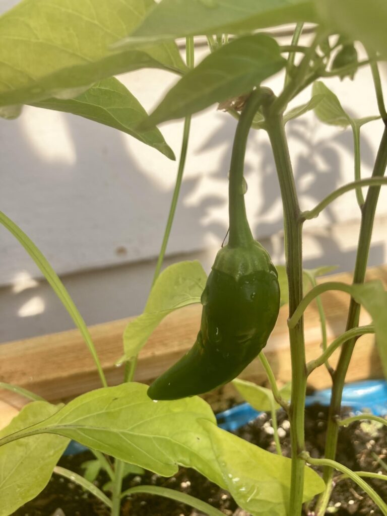 What type are these?