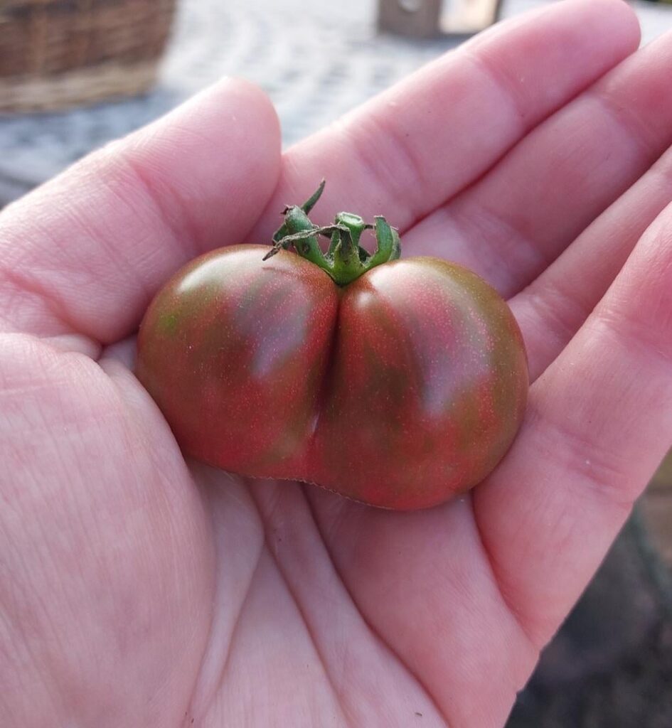 Just wanted to show off my little booty tomato