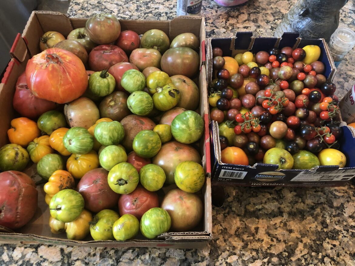 Today's pick of Cherokee Purple, Big Rainbow, Green Zebra, Black Cherry, Tropical Sunset, Midnight Snack, and "wild cherry"