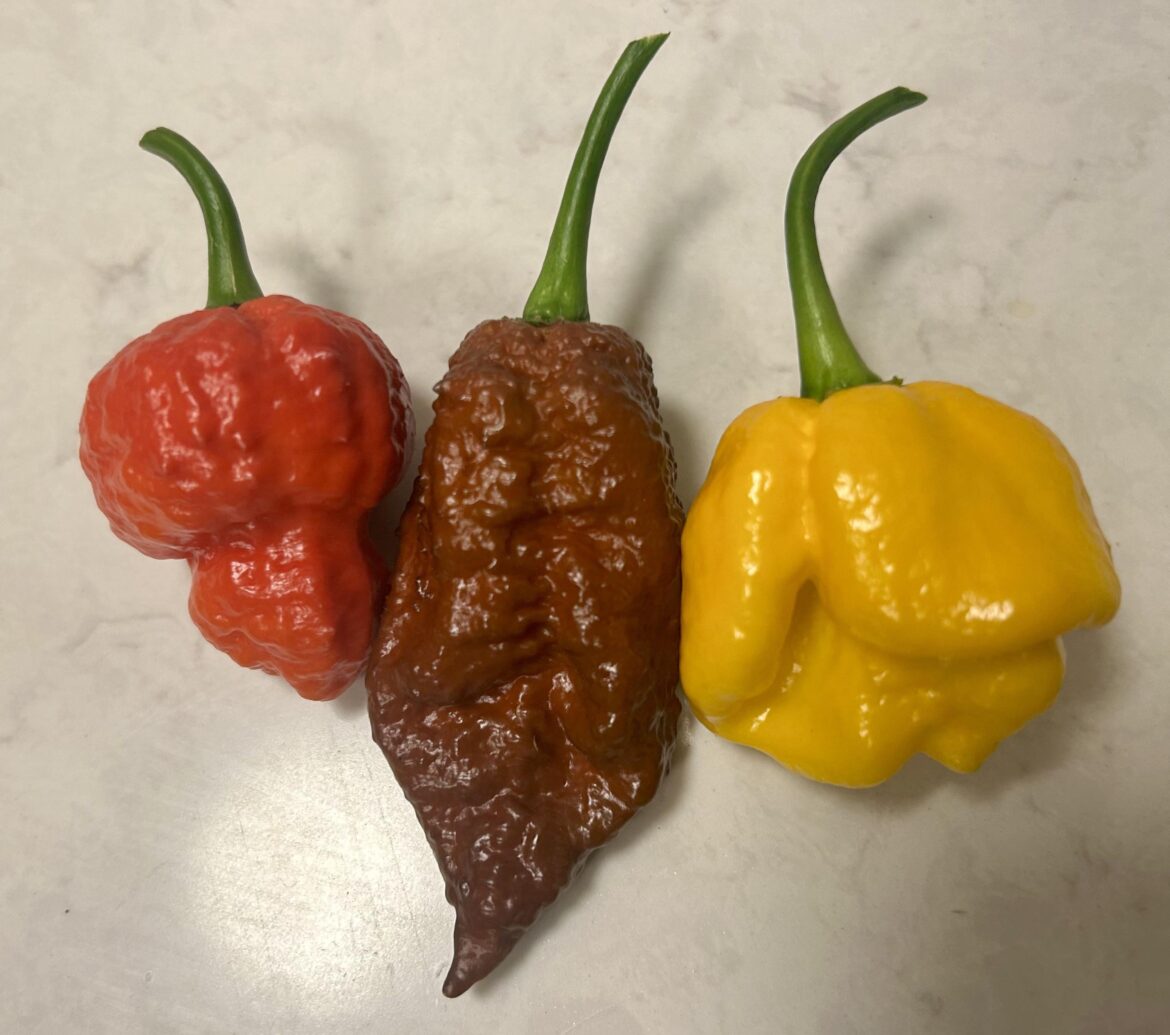 The absolute hottest peppers I’ve ever grown.
