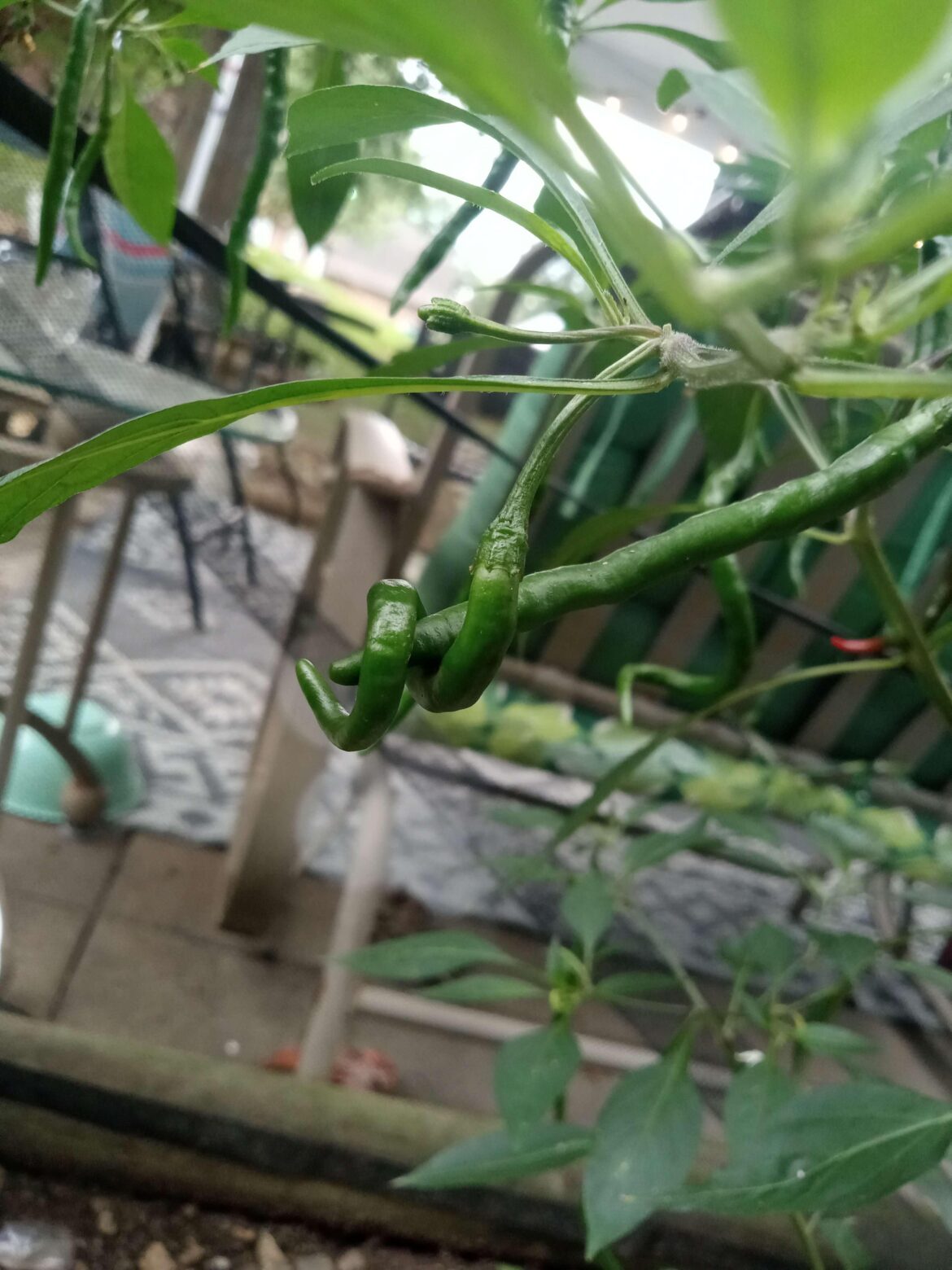 The guy in the background is ripening, meanwhile...