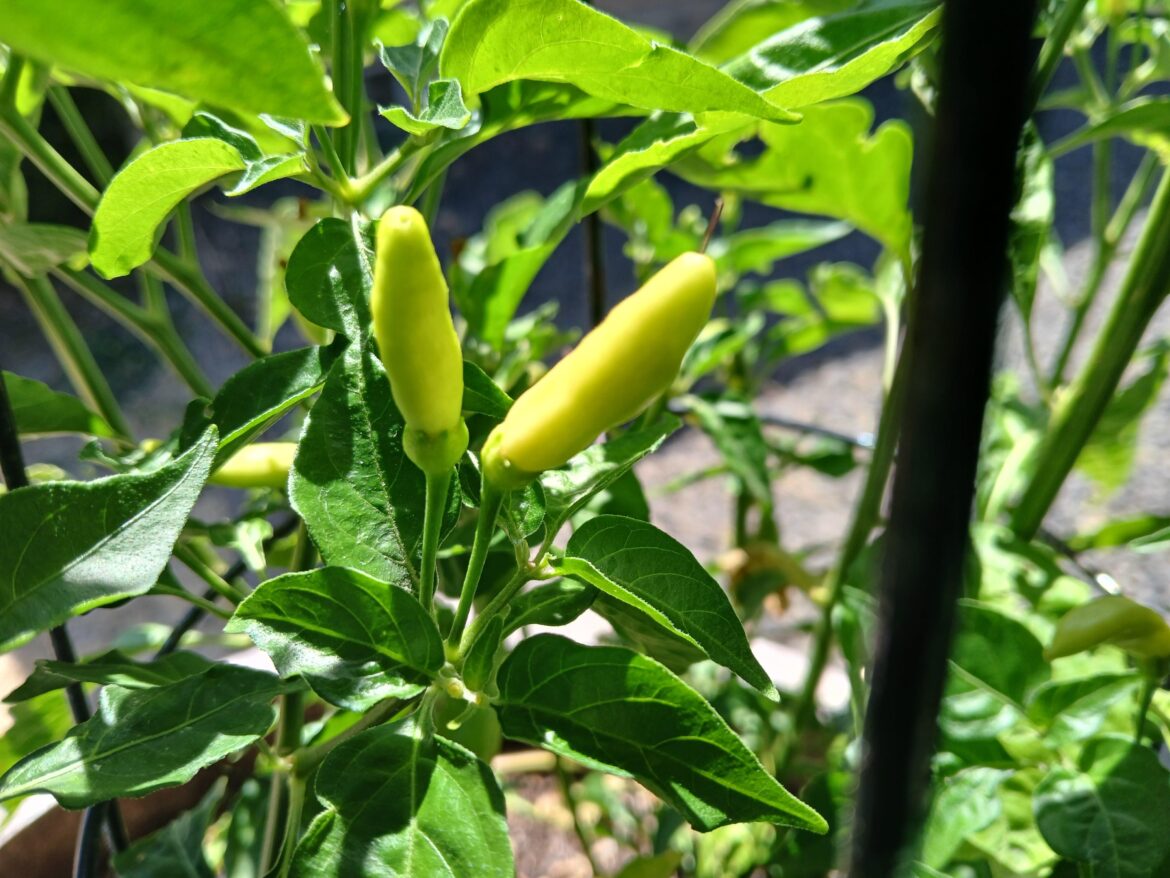 Finally My Tabascos started showing up.