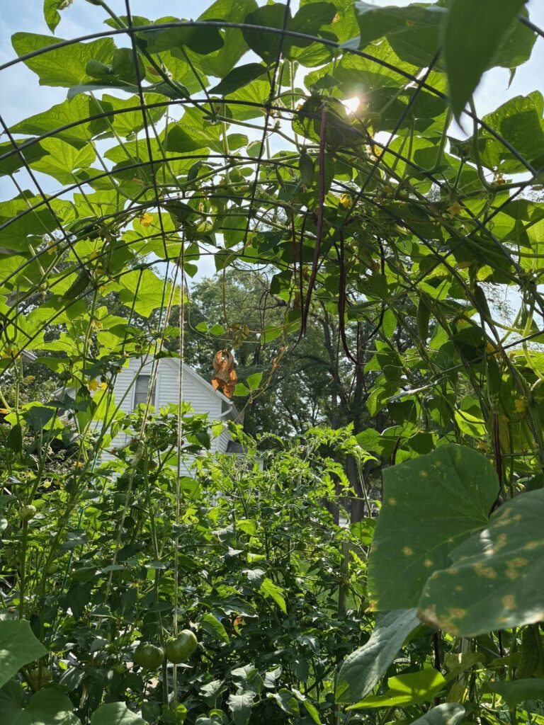 Cucumber blight--should I even bother to not plant cucumbers next year?
