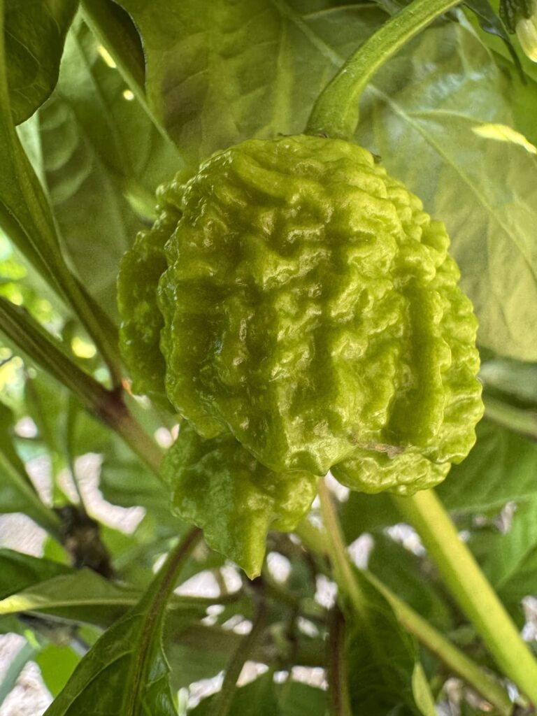 Not ripe yet but took pictures today.