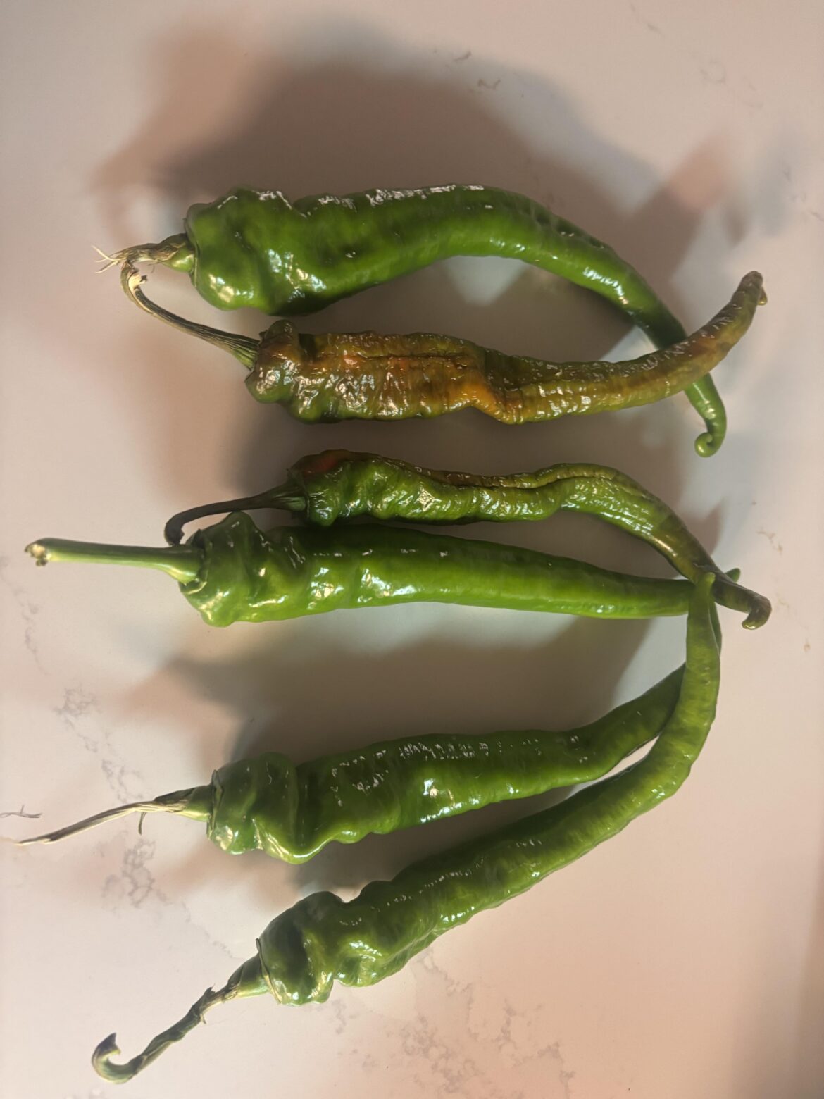 What can I do with Hot Cowhorn peppers?
