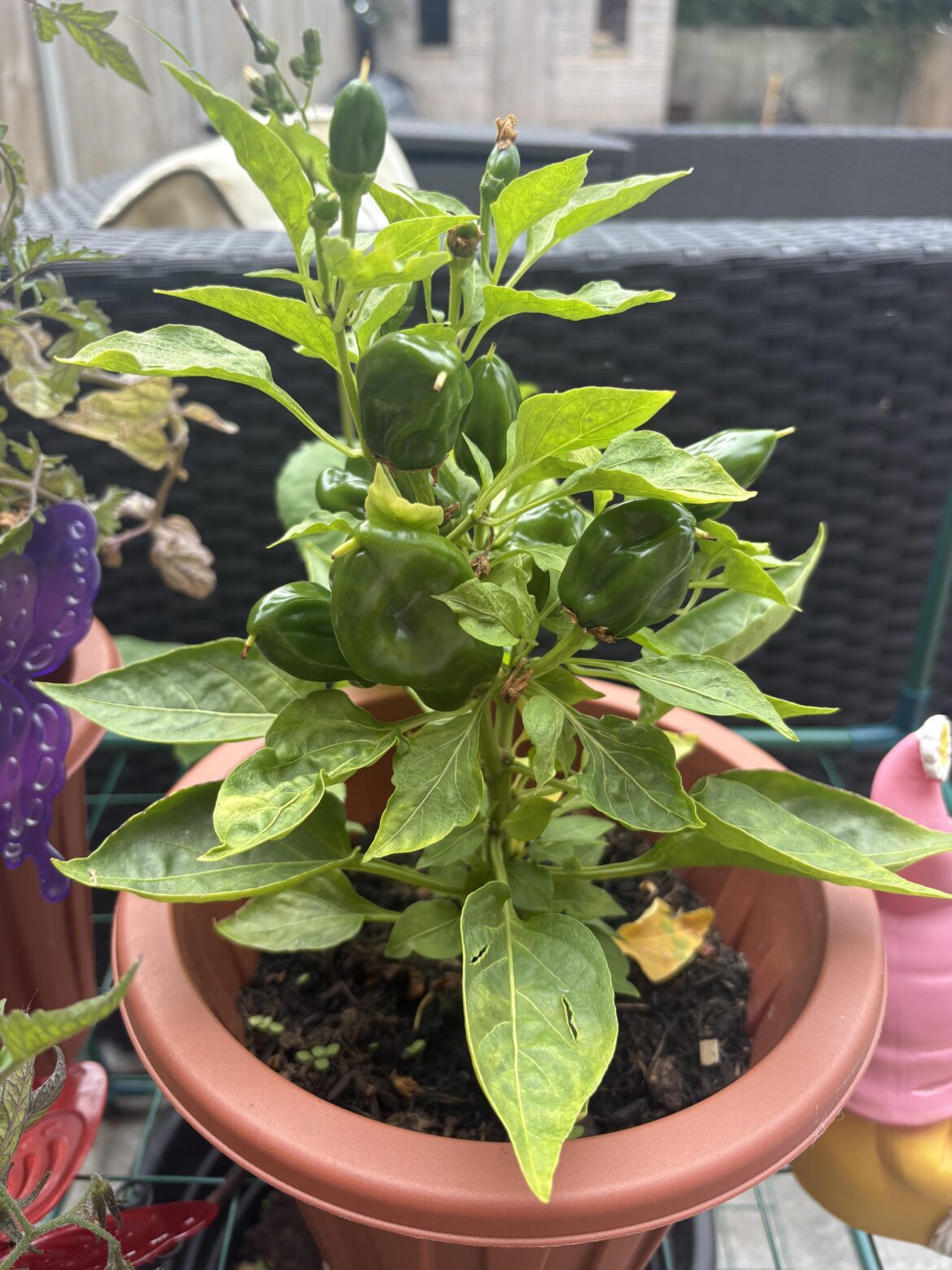 What are these? What are these?