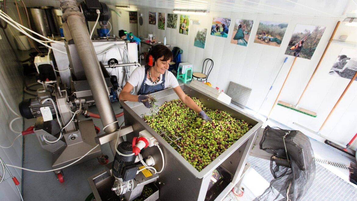 Focus on Quality Yields Success for Producers in France Olive Oil Times