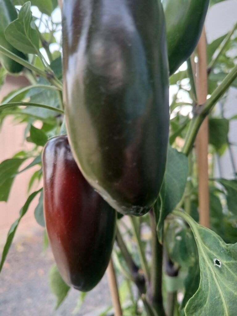 They look so cool while ripening
