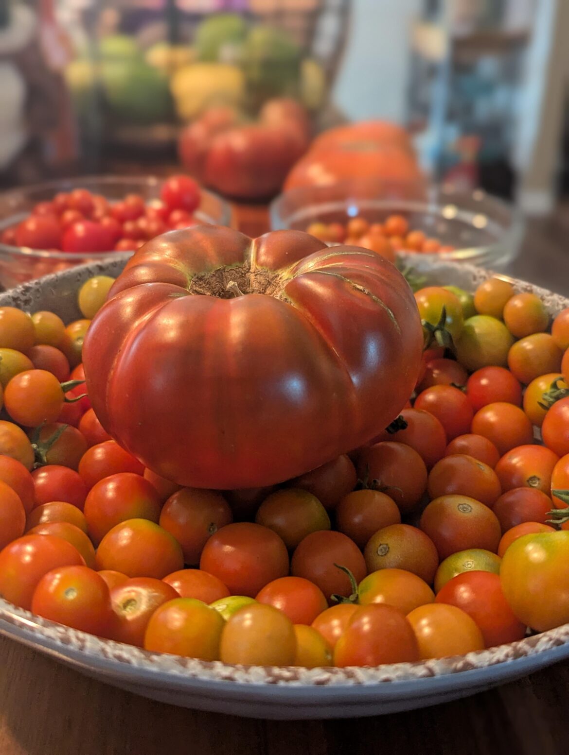 first ever tomato from my own backyard first ever tomato from my own backyard