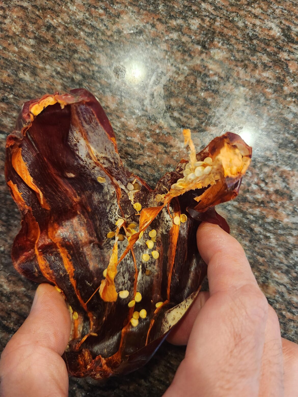 Dried Guajillo. Normal or mold?
