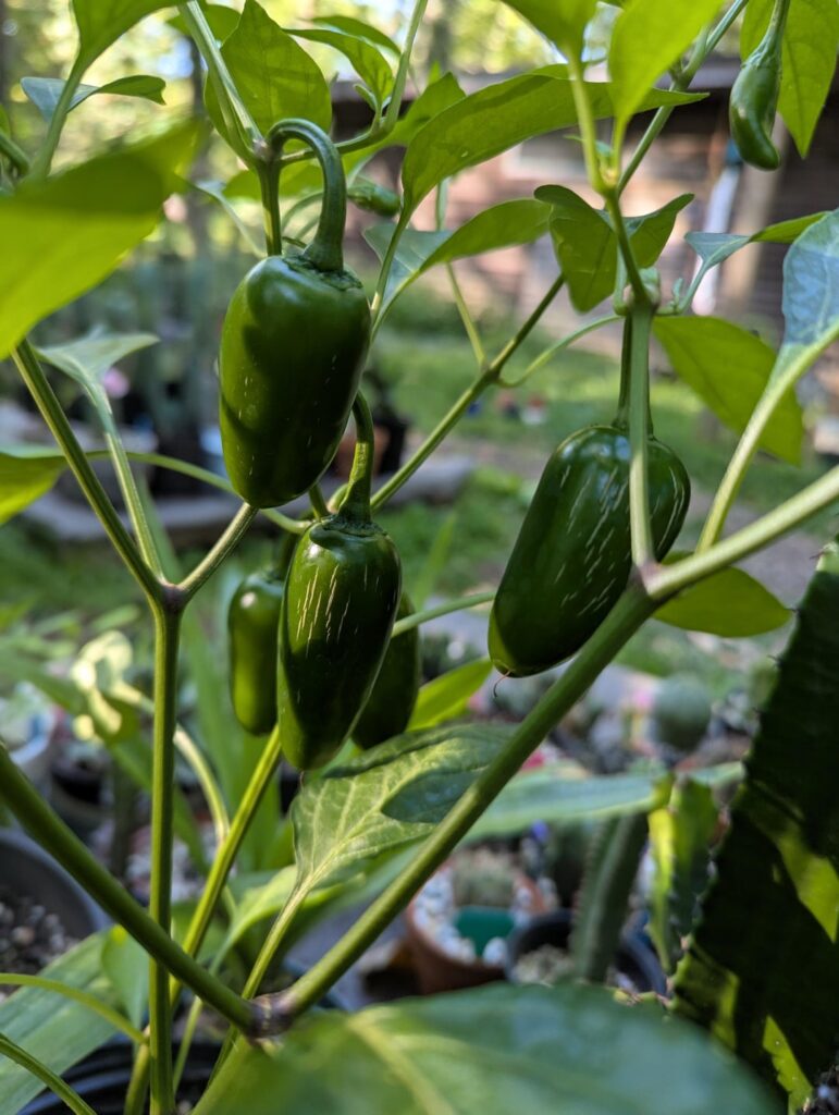 Are there green jalapenos? And if these are green jalapenos do the "stretch marks" mean they're ready to harvest?