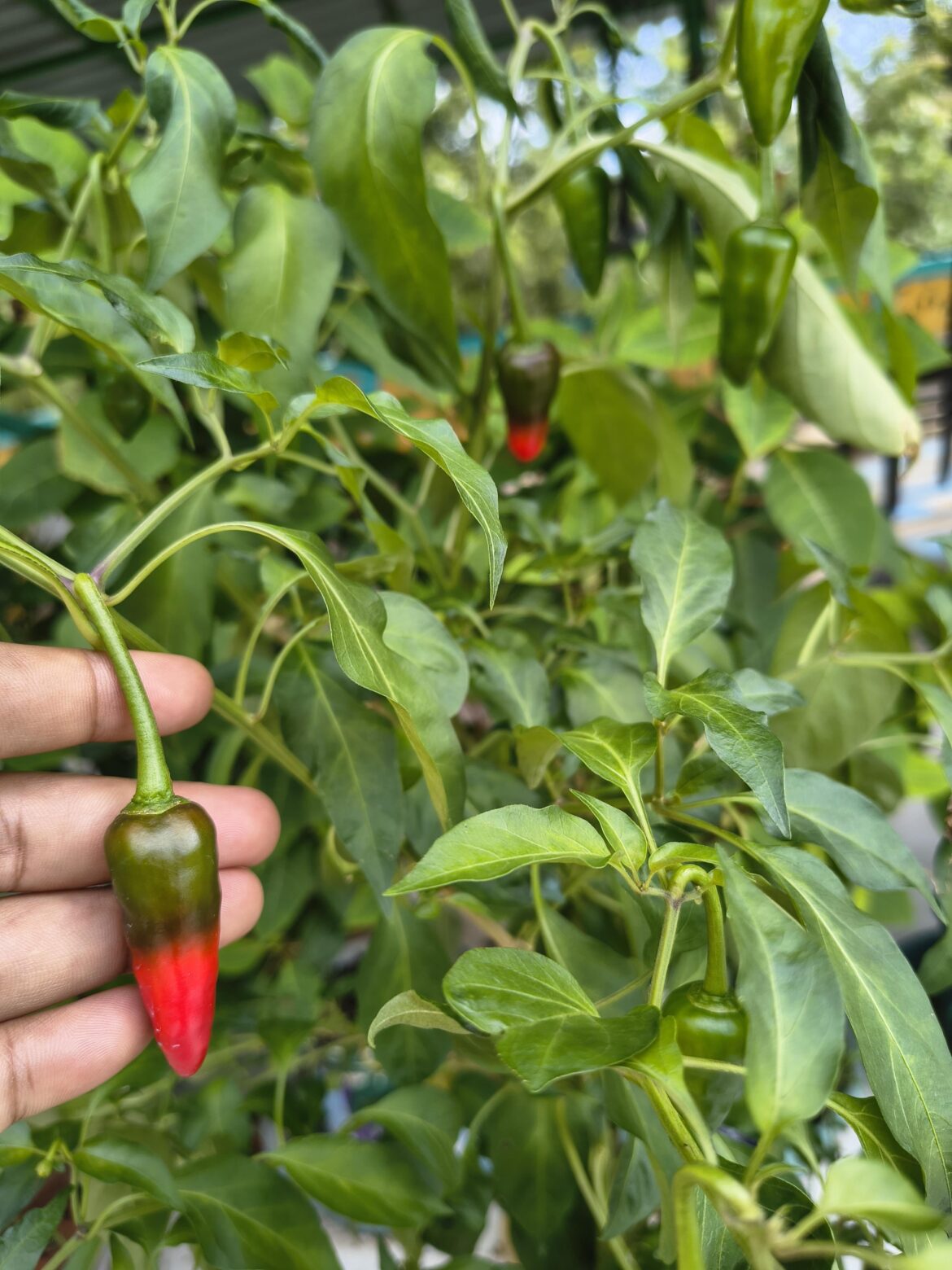 My chillies getting their color!! 🌶️